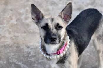 German Shepherd Dog Dogs Available for Adoption - LOCKET | PetCurious