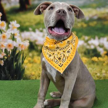 Reggie -  Pit Bull Terrier Dog for Adoption in Yuma, Arizona - Reggie | PetCurious