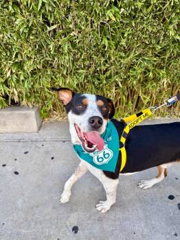 Stetson -  Australian Cattle Dog Blue Heeler Dog for Adoption in Tulsa, Oklahoma - Stetson | PetCurious