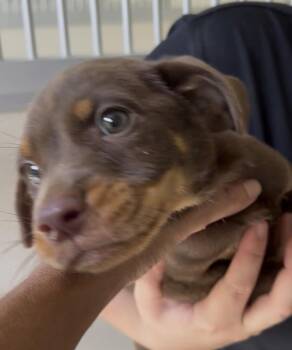 Baby Hunk -  Labrador Retriever and Hound Dog for Adoption in Washington, District Of Columbia - Baby Hunk | PetCurious