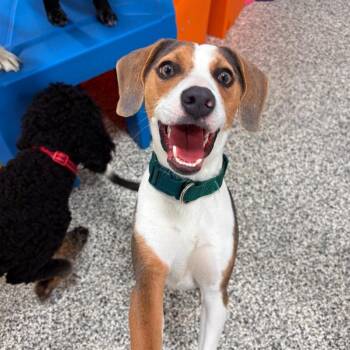 Beagle and Mixed Breed Dogs Available for Adoption in Fayetteville, Arkansas - Mr. Pibb | PetCurious