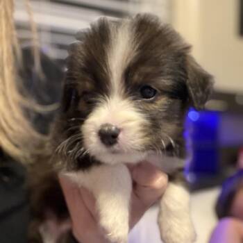 Yorkshire Terrier and Mixed Breed Dogs Available for Adoption in Baton Rouge, Louisiana - Hershey | PetCurious