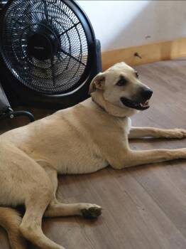 Rescue German Shepherd Dog and Labrador Retriever Dogs for Adoption in Bristol, Vermont - Ash | PetCurious