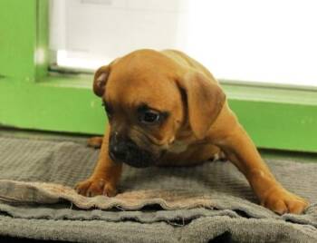 Eeyore -  American Bulldog and Mixed Breed Dog for Adoption in Picayune, Mississippi - Eeyore | PetCurious