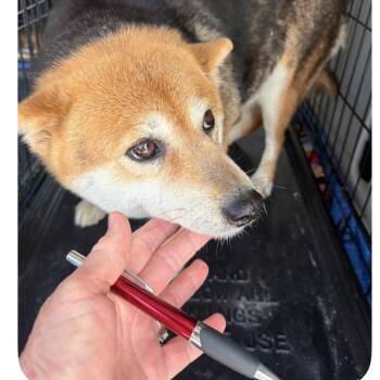 Shiba Inu Dogs Available for Adoption in Normal, Illinois - Susan | PetCurious