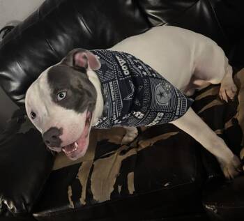 Rescue Doberman Pinscher and Rottweiler Dogs for Adoption in San Antonio, Texas - GOTTI | PetCurious