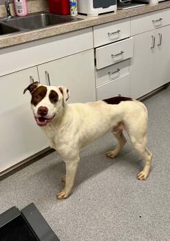 Bean -  Mixed Breed Dog Available for Adoption in Moundsville, West Virginia - Bean | PetCurious