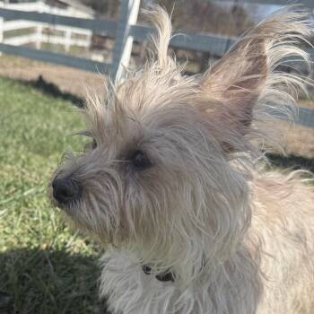 Rescue West Highland White Terrier Westie and Terrier Dogs for Adoption in Glenelg, Maryland - Bubbles | PetCurious