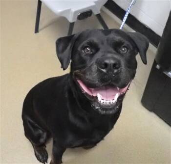 BUDDY -  Rottweiler Dog for Adoption in St. Peters, Missouri - BUDDY | PetCurious