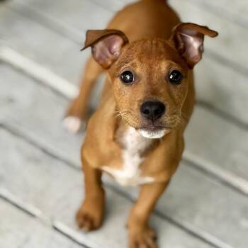 Mater -  Mixed Breed Dog for Adoption in Bradenton, Florida - Mater | PetCurious