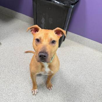 Sheldon -  Mixed Breed Dog for Adoption in Englewood, Florida - Sheldon | PetCurious