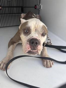 A658684 -  English Bulldog and Mixed Breed Dog for Adoption in Houston, Texas - A658684 | PetCurious
