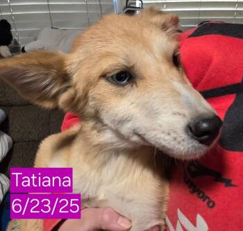 Rescue Mixed Breed Dogs for Adoption in Fort Stockton, Texas - Tatiana | PetCurious