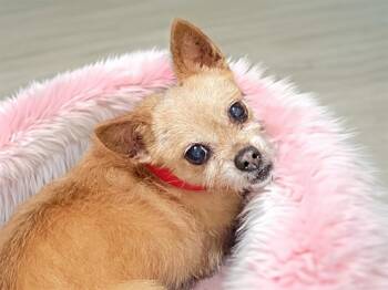 Chihuahua Dogs Available for Adoption in Fort Lauderdale, Florida - CHICHI | PetCurious