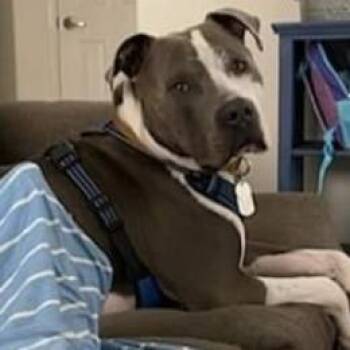 Pit Bull Terrier Dogs Available for Adoption - Blue | PetCurious