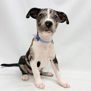 706 (2026) Shadow -  Pit Bull Terrier and Mixed Breed Dog for Adoption in Parker, Colorado - 706 (2026) Shadow | PetCurious