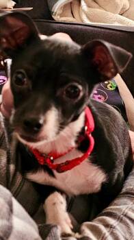 Rat Terrier Dogs Available for Adoption - Bella | PetCurious