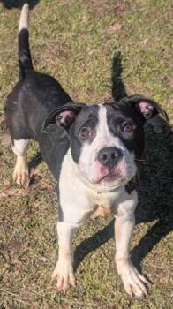 Pit Bull Terrier Dogs Available for Adoption - DUSTY | PetCurious