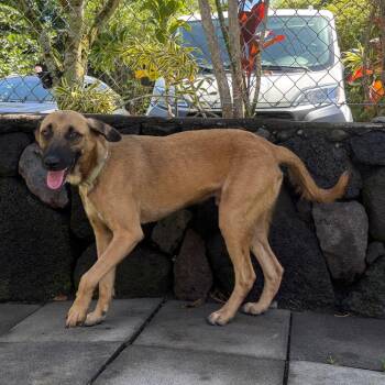 AIR-Stray-13333 -  Belgian Shepherd Malinois and Mixed Breed Dog for Adoption in Keaau, Hawaii - AIR-Stray-13333 | PetCurious
