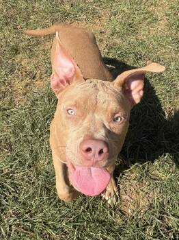 261434  Apollo -  Pit Bull Terrier Dog for Adoption in Wetumpka, Alabama - 261434  Apollo | PetCurious