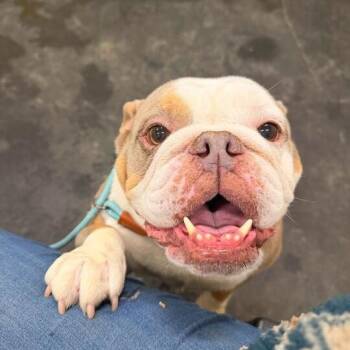 English Bulldog Dogs Available for Adoption - Edith | PetCurious