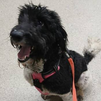 Poodle and Labrador Retriever Dogs Available for Adoption in Wadena, Minnesota - Manda | PetCurious