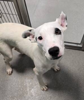 Rescue Mixed Breed Dogs for Adoption in Wellington, Kansas - Melody | PetCurious