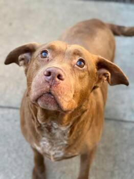 Candelabra -  Chocolate Labrador Retriever Dog Available for Adoption in Chicago, Illinois - Candelabra | PetCurious