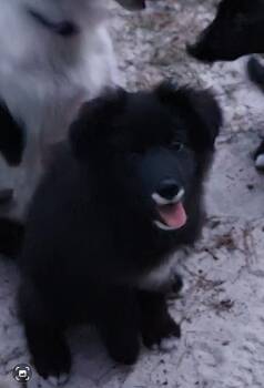 German Shepherd Dog and Labrador Retriever Dogs Available for Adoption in Sanford, North Carolina - Wishus | PetCurious