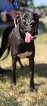 Leo -  Labrador Retriever Dog for Adoption in Jackson, Mississippi - Leo | PetCurious