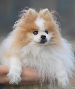 Pomeranian Dogs Available for Adoption in North Fort Myers, Florida - Mikey | PetCurious