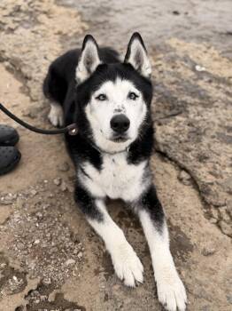 Husky Dogs Available for Adoption in Mt. Juliet, Tennessee - Jupiter | PetCurious