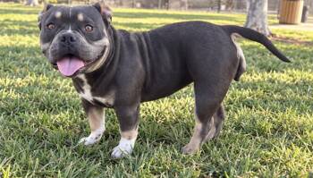 PETUNIA THE SWEETEST -  Bulldog Dog for Adoption in Woodland, California - PETUNIA THE SWEETEST | PetCurious