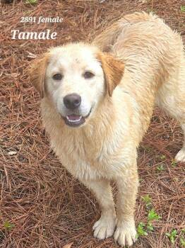 Tamale -  Retriever and Terrier Dog for Adoption in Bloomfield, Connecticut - Tamale | PetCurious
