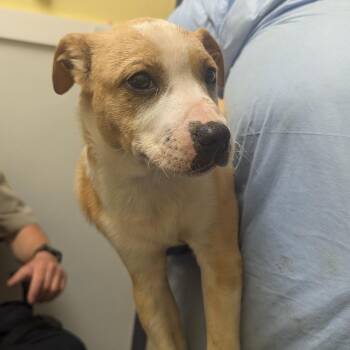 Hound and Mixed Breed Dogs Available for Adoption in Charlottesville, Virginia - Jesse | PetCurious