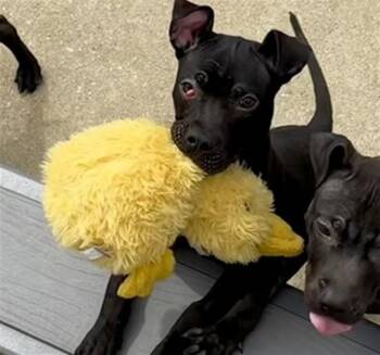 Pit Bull Terrier Dogs Available for Adoption in Aurora, Illinois - JEAN | PetCurious