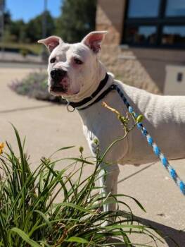 Sweet Pea -  Mixed Breed Dog for Adoption in Traverse City, Michigan - Sweet Pea | PetCurious