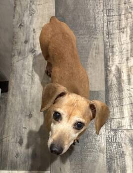 Dachshund Dogs Available for Adoption in Mount Pleasant, South Carolina - Sugar | PetCurious