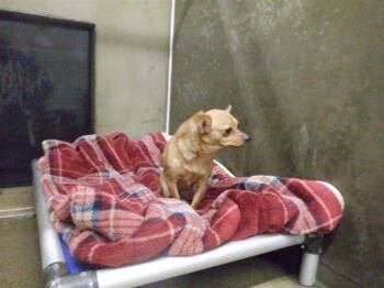 Chihuahua and Mixed Breed Dogs Available for Adoption - A611152 | PetCurious