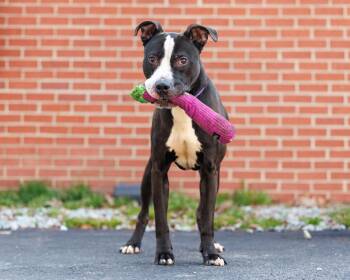 Mixed Breed Dogs Available for Adoption - Kevin G | PetCurious