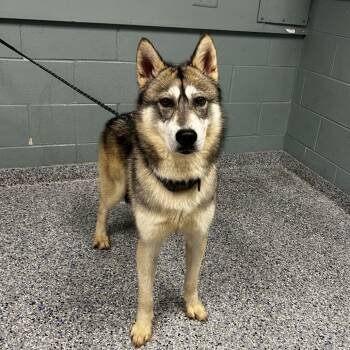 Husky Dogs Available for Adoption - Balto | PetCurious