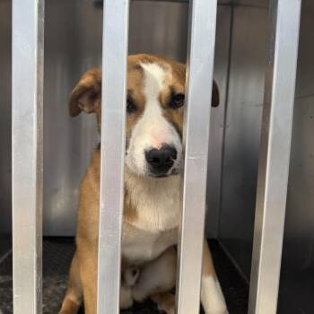 Pit Bull Terrier and Catahoula Leopard Dog Dogs Available for Adoption - Waffle | PetCurious