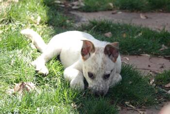 Collie and Cattle Dog Dogs Available for Adoption in Salt Lake City, Utah - Hamiltonn | PetCurious