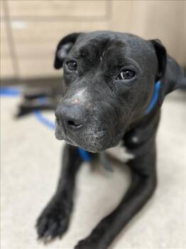Rescue Pit Bull Terrier Dogs for Adoption in Saginaw, Michigan - OSCAR | PetCurious