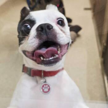 Boston Terrier Dogs Available for Adoption in Gloucester, Virginia - Bolt | PetCurious