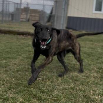 Peppercorn -  Plott Hound and Greyhound Dog for Adoption in Marysville, Ohio - Peppercorn | PetCurious