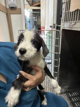 Tac -  Terrier Dog for Adoption in Marietta, Georgia - Tac | PetCurious