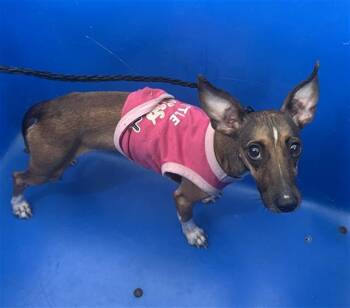 Mixed Breed Dogs Available for Adoption - FELICITY | PetCurious