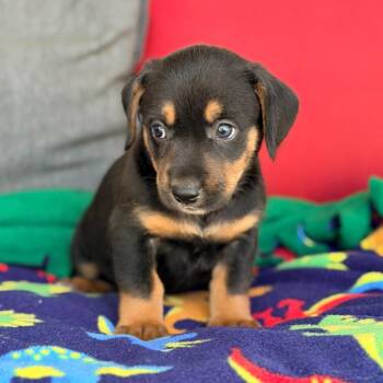 Caroline -  Mixed Breed Dog for Adoption in Branson, Missouri - Caroline | PetCurious