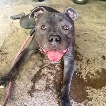 Ford -  Mixed Breed Dog for Adoption in Allentown, Pennsylvania - Ford | PetCurious
